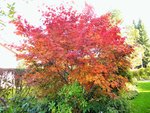 DSCF5290 (2).JPG