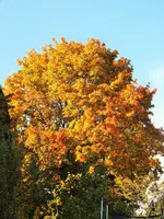 DSCF5305 (2).webp