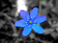 30.webp