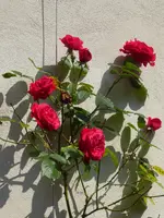 P1080514.webp