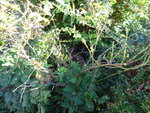 DSC02671.JPG