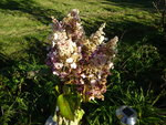DSC02665.JPG