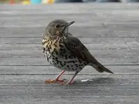 DSCN4383.webp