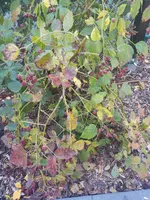 IMG_20221009_104835343.webp