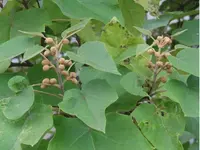 Paulownia-Blütenknospen ©Baumschule Eggert.webp