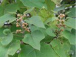 Paulownia-Blütenknospen ©Baumschule Eggert.jpeg