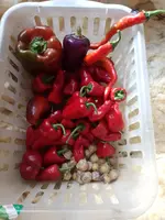 IMG_20221007_155042.webp