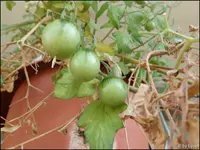 c060.webp