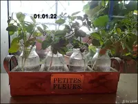 c062.webp