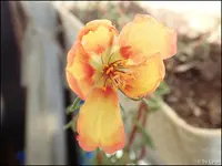 c065.webp