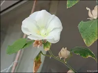 c067.webp
