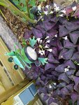 IMG_20221011_144528.jpg