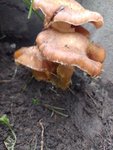 IMG_20221012_124938.jpg