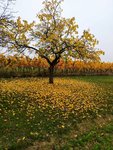 IMG-20221013-WA0004.jpg