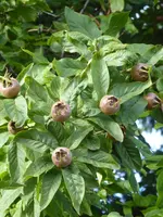 P1090189Mispel.webp