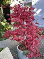 1B92C1E0-E7F9-4D68-B913-C0791A478DB4.webp