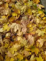IMG_20221016_152844.webp