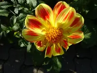 DSC02689.webp