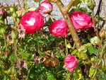 DSC02690.JPG