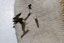 Früchte Zweizahn.webp Früchte Zweizahn.webp