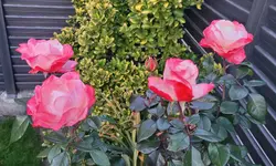 20221017_183029.webp