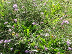 DSC02695.JPG