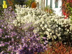 DSC02700.JPG