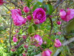 DSC02703.JPG