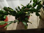IMG_20221022_141509.jpg