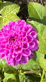 1A781630-BD20-4C3E-9BC9-EB11824A3DA7.jpeg