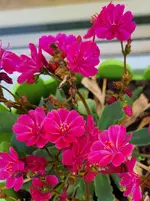 20221024_065139.webp