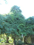 P1020277(1).JPG