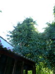 P1020278(1).JPG