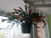 IMG_2041.JPG