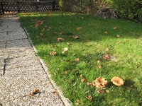 Hallimasch im Garten.jpg