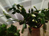 IMG_20221027_150119.jpg