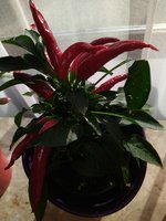 IMG_20221027_150133.jpg