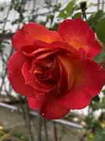 AEE69B72-E609-40F5-A4AA-23DDD9CF74DB.webp