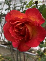 AEE69B72-E609-40F5-A4AA-23DDD9CF74DB.jpeg
