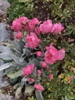 20E98037-FA89-4811-B3F5-D27878DCF312.webp