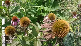 DSC_1164 (4).webp