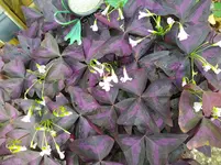 IMG_20221028_104512.webp