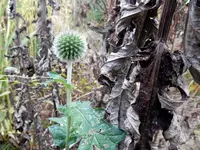 DSCN4492.webp