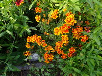 DSC02716.JPG