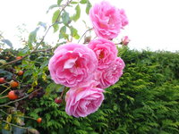 DSC02710.JPG