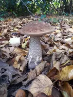 20221029_121505.webp