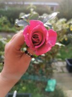 IMG_20221030_133911.jpg