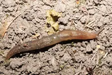 Hellbraune Schnecke.jpg Hellbraune Schnecke.jpg