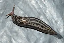 Tigerschnegel.jpg Tigerschnegel.jpg
