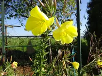 DSC02720.webp